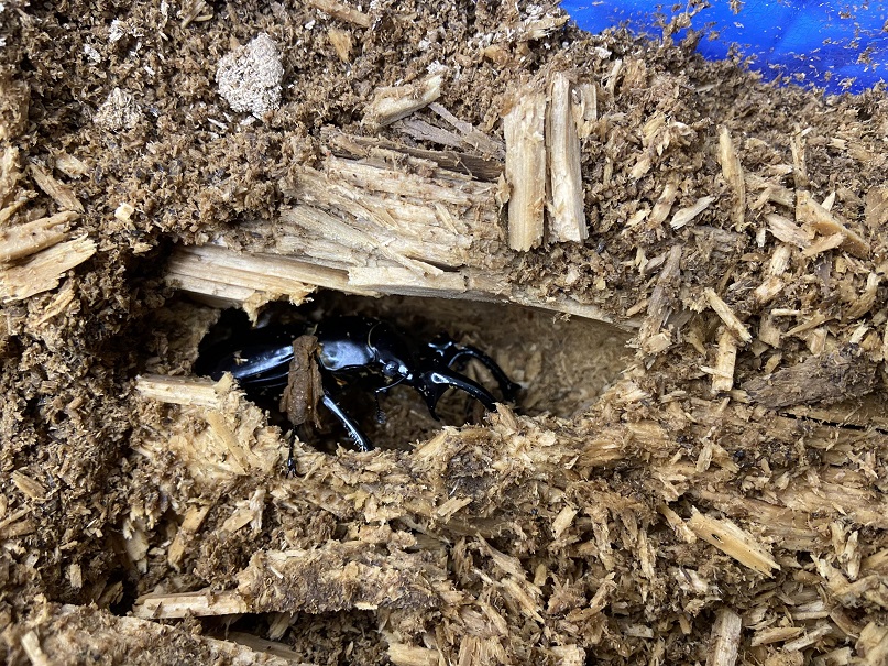 «ö¦¹¦b·sµøµ¡ÂsÄý¹Ï¤ù