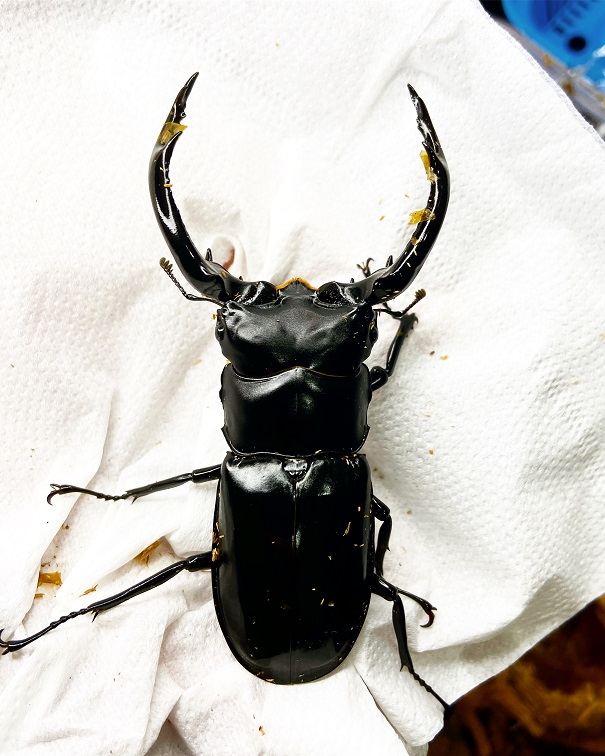 «ö¦¹¦b·sµøµ¡ÂsÄý¹Ï¤ù