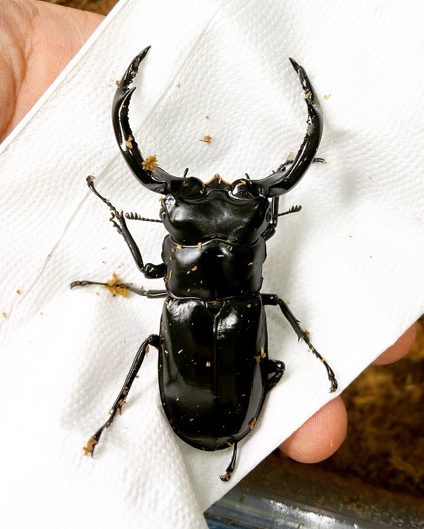 «ö¦¹¦b·sµøµ¡ÂsÄý¹Ï¤ù