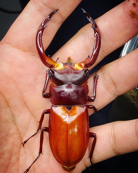 «ö¦¹¦b·sµøµ¡ÂsÄý¹Ï¤ù