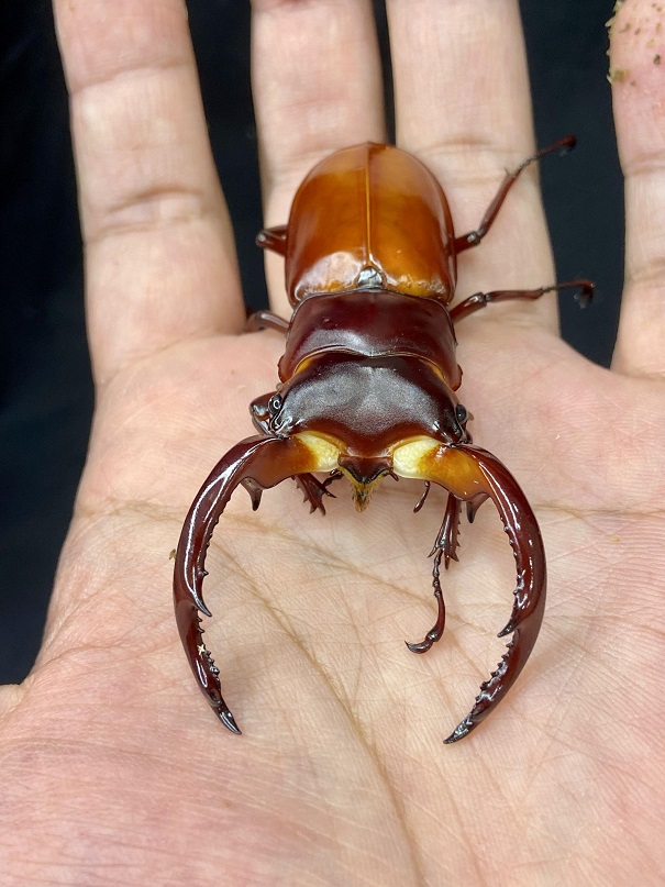 «ö¦¹¦b·sµøµ¡ÂsÄý¹Ï¤ù