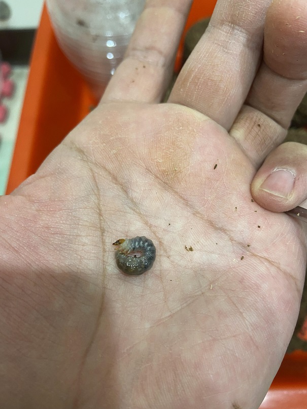 «ö¦¹¦b·sµøµ¡ÂsÄý¹Ï¤ù