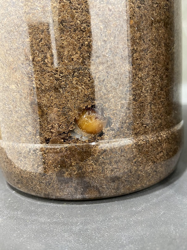 «ö¦¹¦b·sµøµ¡ÂsÄý¹Ï¤ù