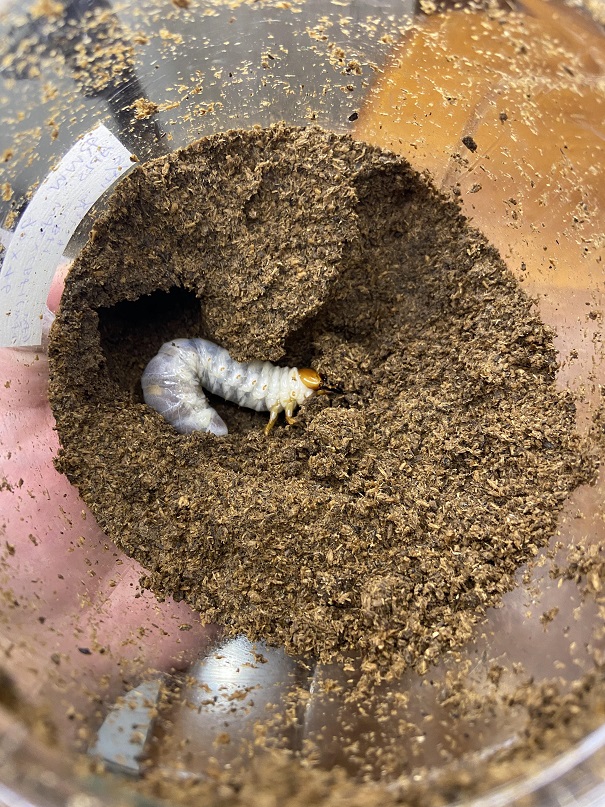 «ö¦¹¦b·sµøµ¡ÂsÄý¹Ï¤ù