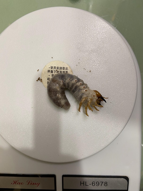 «ö¦¹¦b·sµøµ¡ÂsÄý¹Ï¤ù