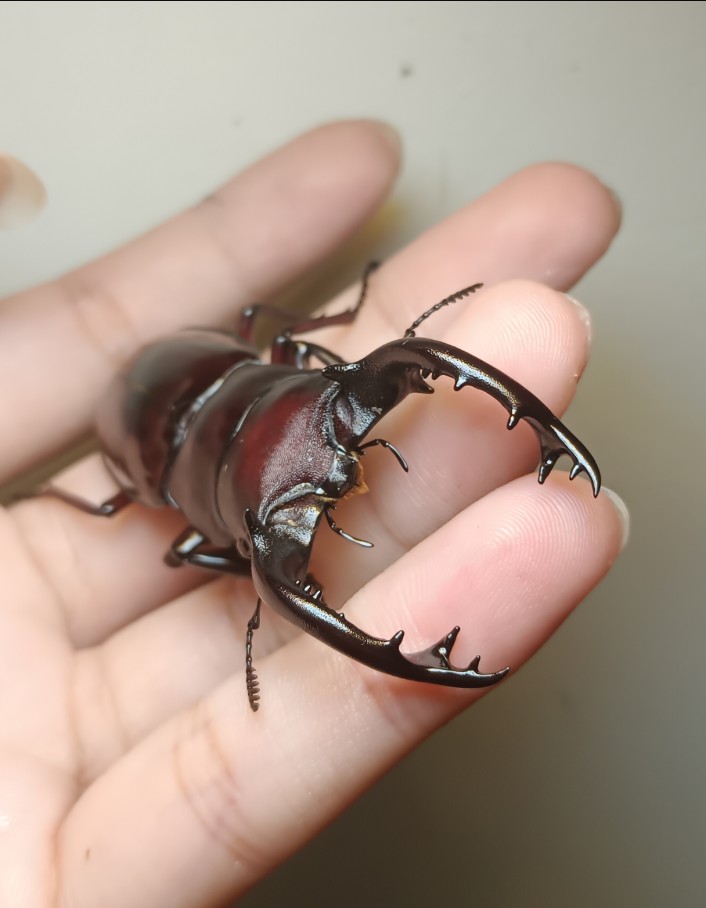 «ö¦¹¦b·sµøµ¡ÂsÄý¹Ï¤ù