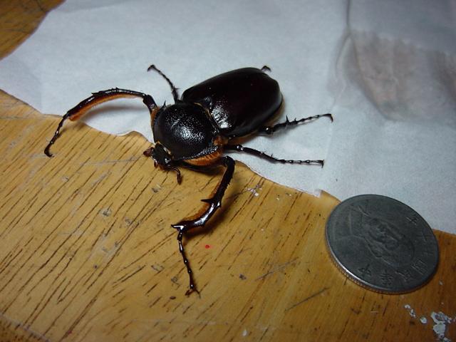 按此在新視窗瀏覽圖片