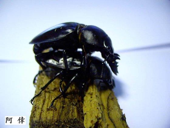 按此在新視窗瀏覽圖片