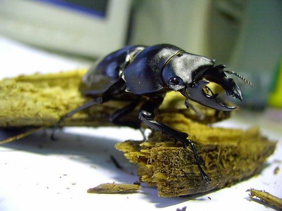 按此在新視窗瀏覽圖片