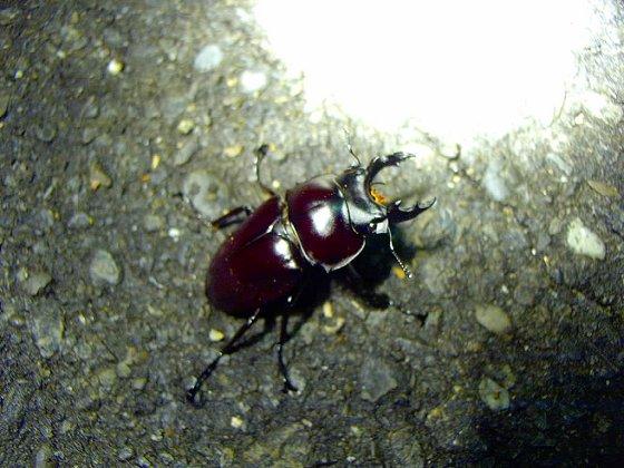 按此在新視窗瀏覽圖片