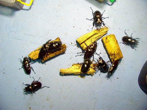 按此在新視窗瀏覽圖片