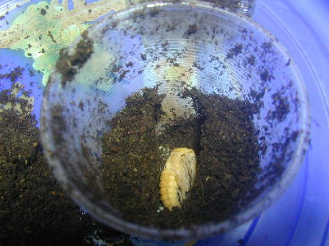 按此在新視窗瀏覽圖片