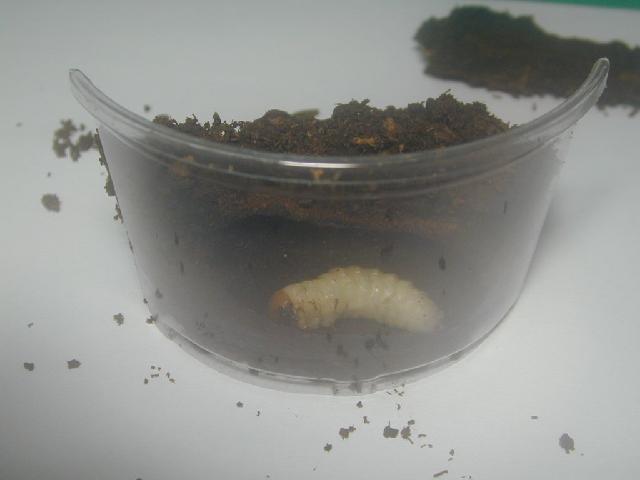 按此在新視窗瀏覽圖片