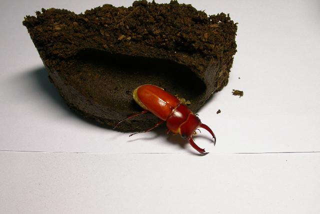 按此在新視窗瀏覽圖片