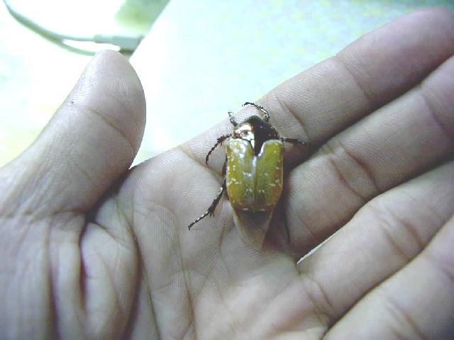 按此在新視窗瀏覽圖片