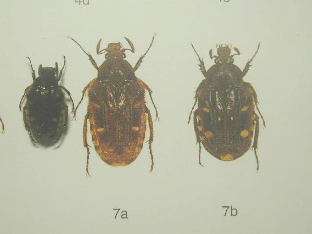 «ö¦¹¦b·sµøµ¡ÂsÄý¹Ï¤ù