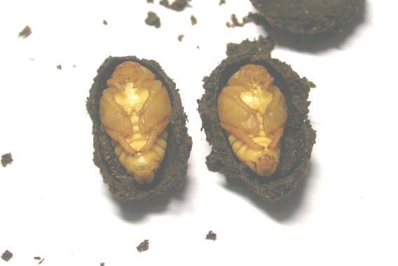 «ö¦¹¦b·sµøµ¡ÂsÄý¹Ï¤ù