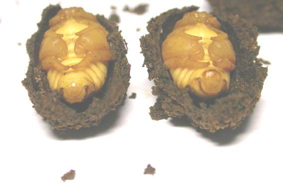 «ö¦¹¦b·sµøµ¡ÂsÄý¹Ï¤ù