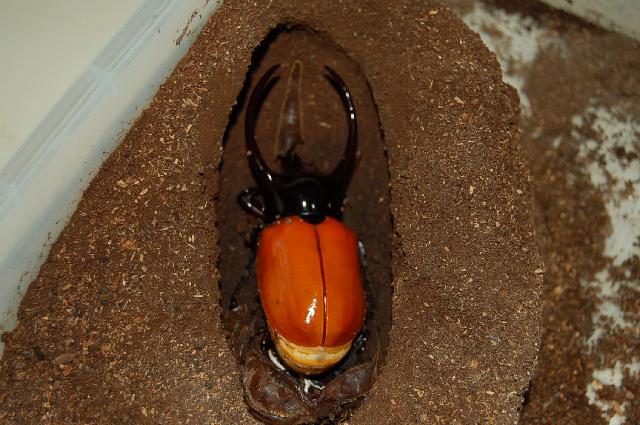 按此在新視窗瀏覽圖片