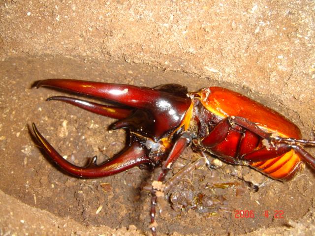 按此在新視窗瀏覽圖片