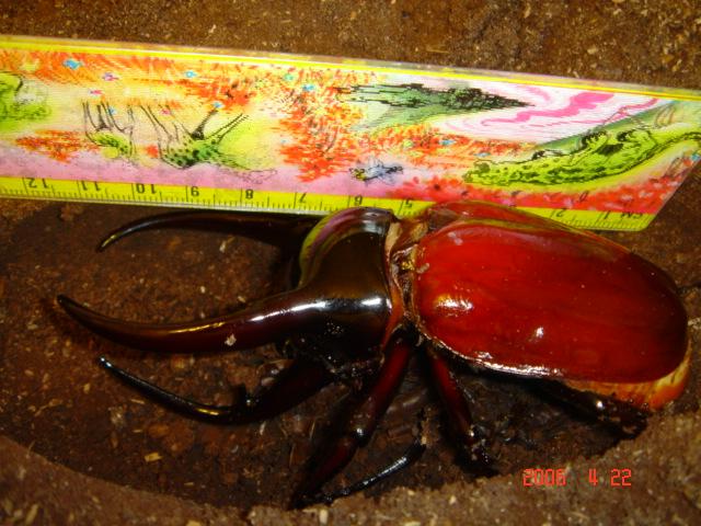 按此在新視窗瀏覽圖片