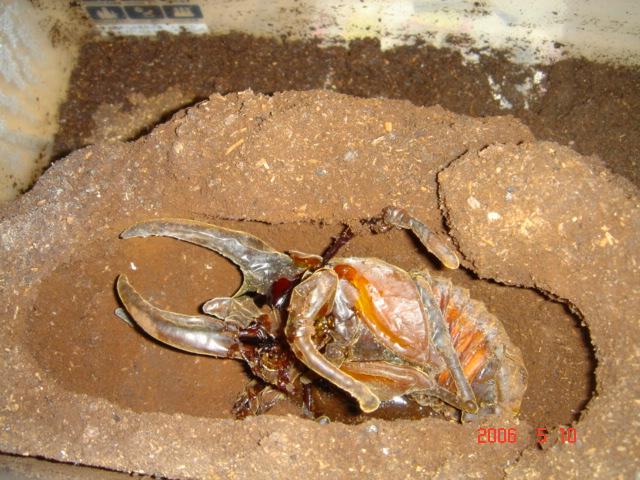 按此在新視窗瀏覽圖片