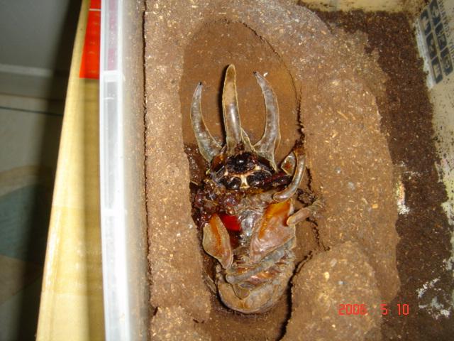 按此在新視窗瀏覽圖片