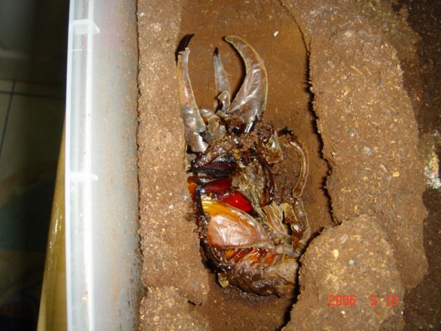 按此在新視窗瀏覽圖片