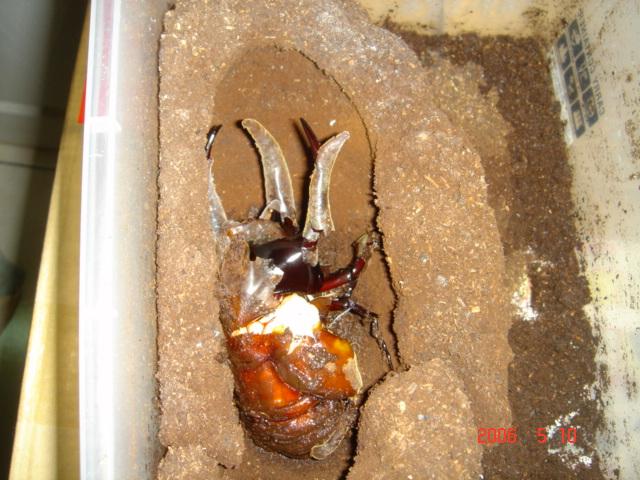 按此在新視窗瀏覽圖片