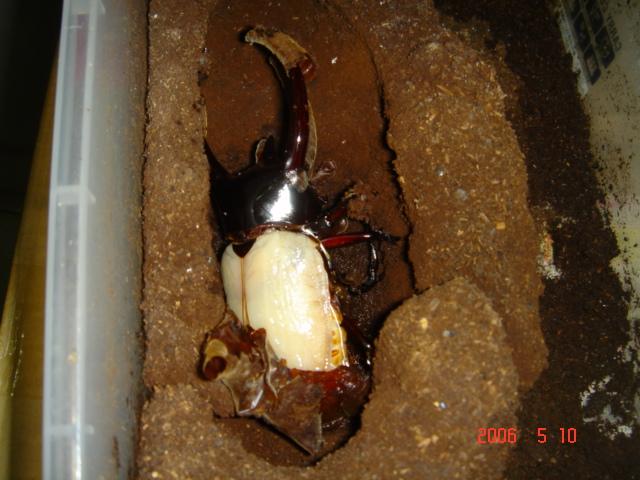 按此在新視窗瀏覽圖片