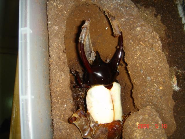 按此在新視窗瀏覽圖片