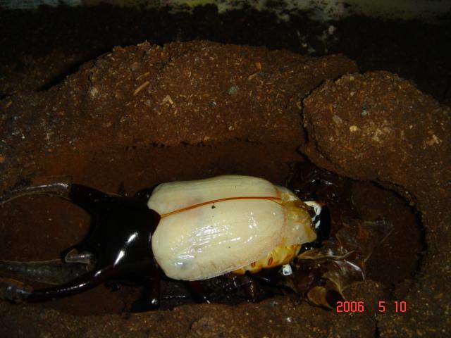 按此在新視窗瀏覽圖片