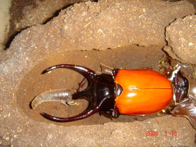 按此在新視窗瀏覽圖片