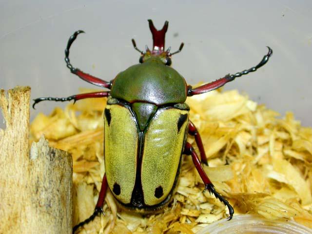 按此在新視窗瀏覽圖片