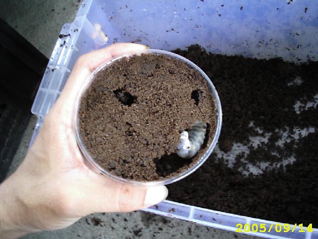 按此在新視窗瀏覽圖片