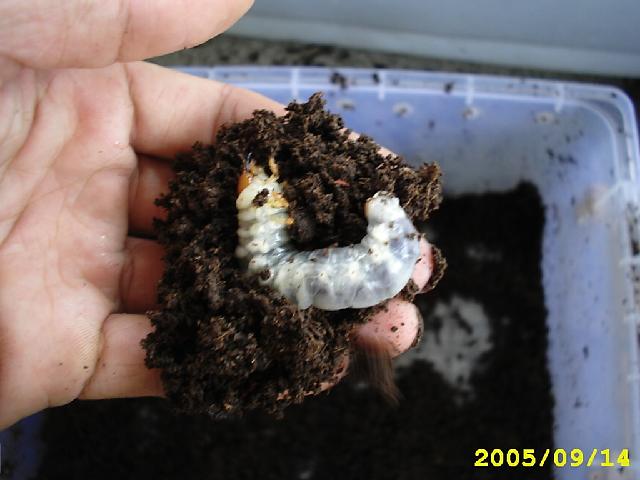 按此在新視窗瀏覽圖片