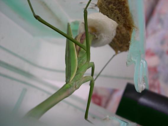 按此在新視窗瀏覽圖片