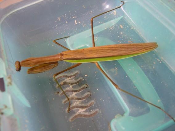 按此在新視窗瀏覽圖片