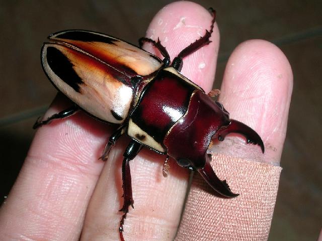 按此在新視窗瀏覽圖片