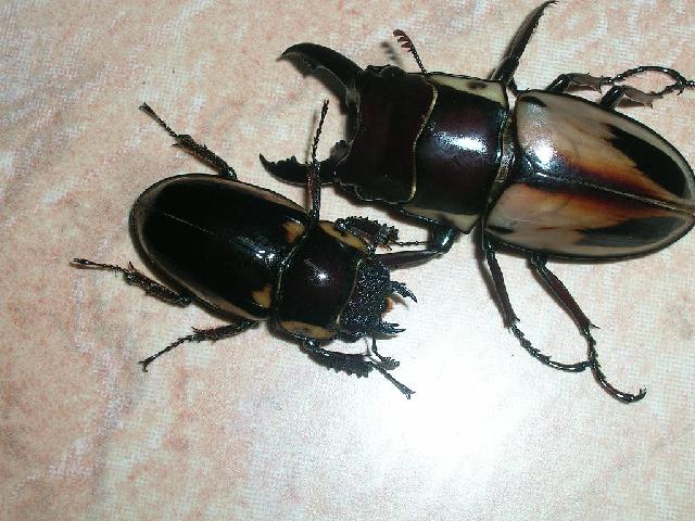 按此在新視窗瀏覽圖片