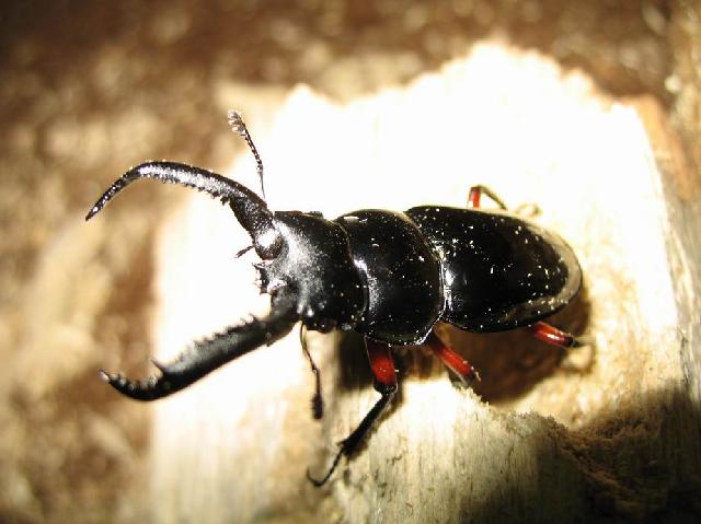 按此在新視窗瀏覽圖片