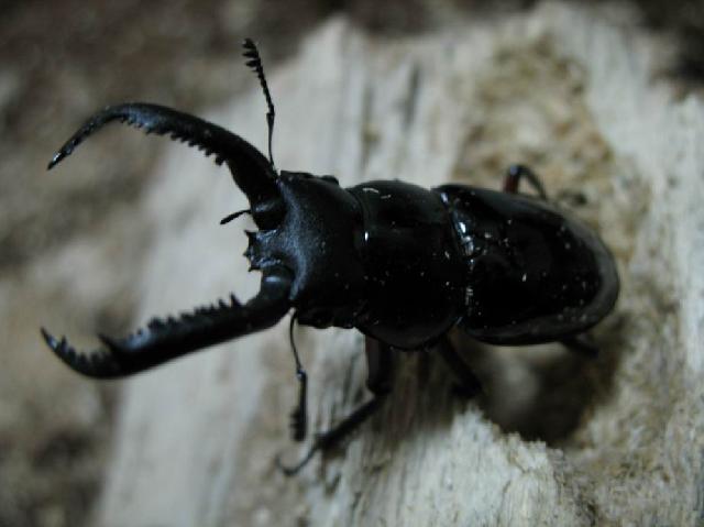 按此在新視窗瀏覽圖片