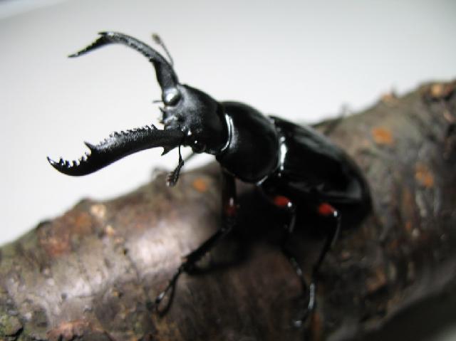 按此在新視窗瀏覽圖片