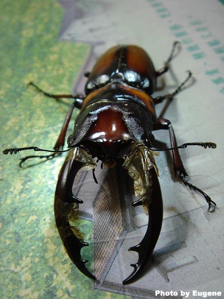 按此在新視窗瀏覽圖片