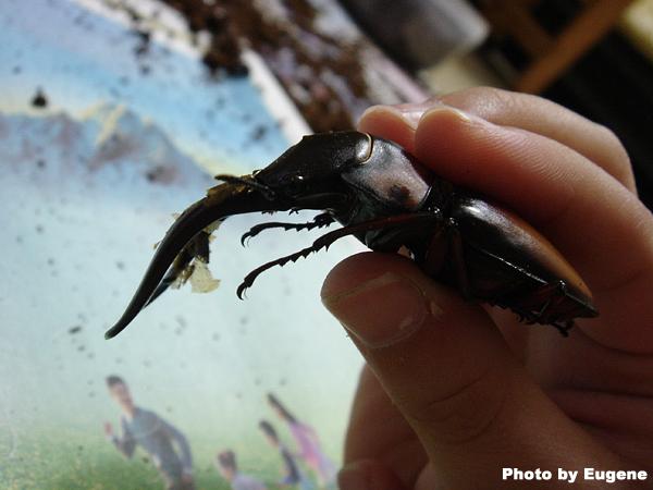 按此在新視窗瀏覽圖片