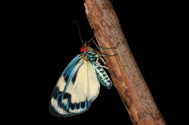 «ö¦¹¦b·sµøµ¡ÂsÄý¹Ï¤ù