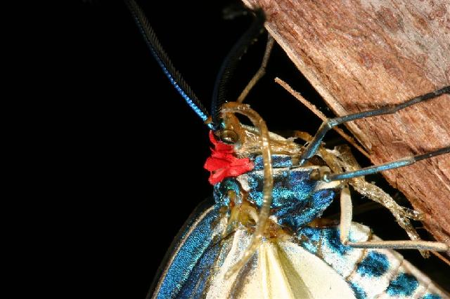 «ö¦¹¦b·sµøµ¡ÂsÄý¹Ï¤ù