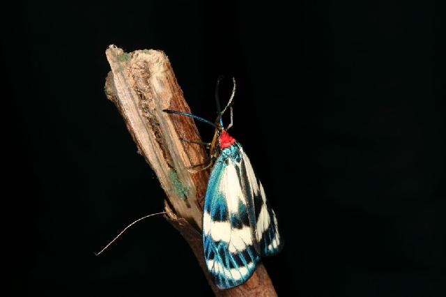 «ö¦¹¦b·sµøµ¡ÂsÄý¹Ï¤ù