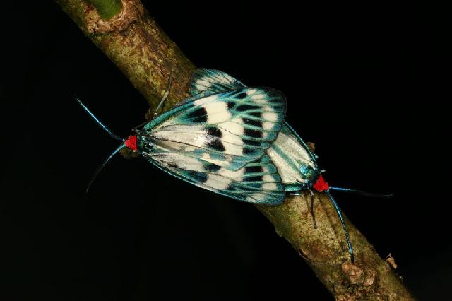 «ö¦¹¦b·sµøµ¡ÂsÄý¹Ï¤ù