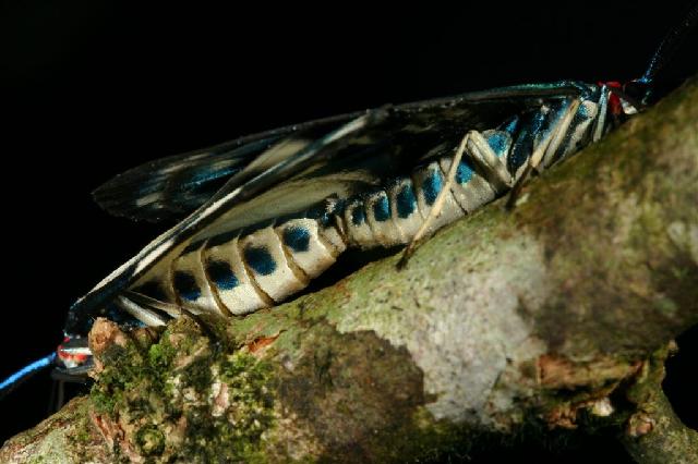 «ö¦¹¦b·sµøµ¡ÂsÄý¹Ï¤ù